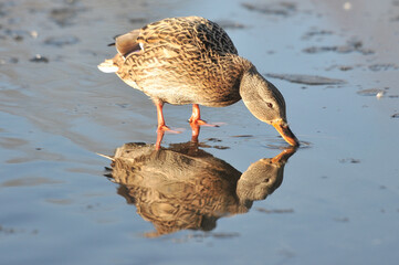 ducks on the lake 2022