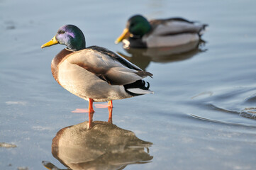 ducks on the lake 2022