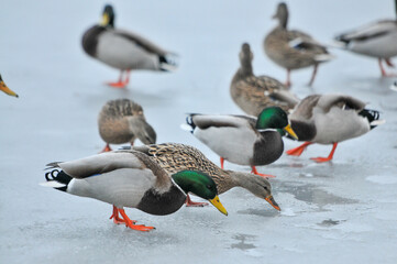 ducks on the lake 2022