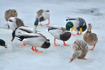 ducks on the lake 2022