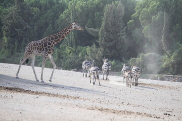 zebras , giraffe , Ostriches