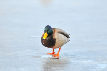 ducks on the lake 2022