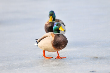 ducks on the lake 2022