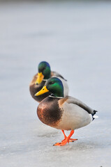 ducks on the lake 2022