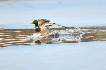 ducks on the lake 2022