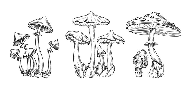 Set of poisonous mushrooms. Sketches of inedible forest or wild fungi. Pale grebes, false mushrooms and fly agarics dangerous to humans. Cartoon flat vector collection isolated on white background