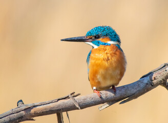 kingfisher on the branch