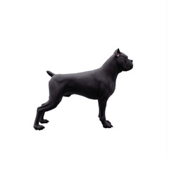 Cane Corso dog