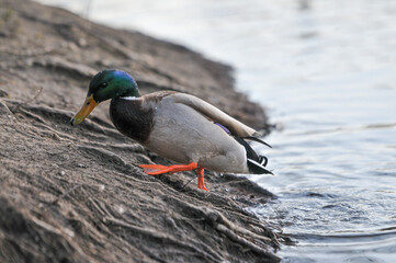 ducks on the lake 2022