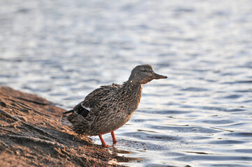 ducks on the lake 2022