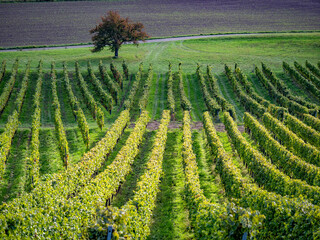 Weinberge im Spätsommer