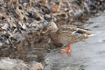ducks on the lake 2022