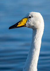Close up portrait of a swan