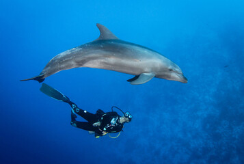 Dolphin with diver