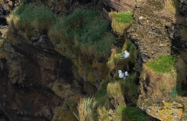 gull nest on cliff with green moss on the rocks