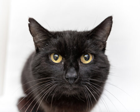 Black Cat Close Up Of Face On White Background