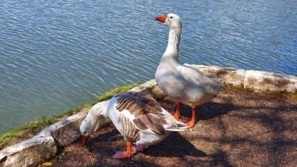Obraz premium Domestic geese, loose, in the park pond.
