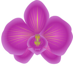 orchid isolated vector