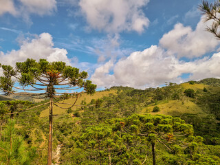 Araucaria forest in southeastern Brazil