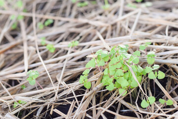 fresh vetgetable organic garden farm. vetgetable agriculture concept
