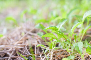 fresh vetgetable organic garden farm. vetgetable agriculture concept