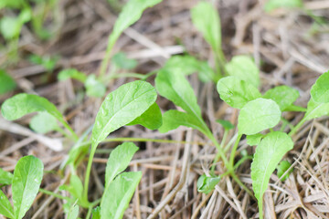 fresh vetgetable organic garden farm. vetgetable agriculture concept