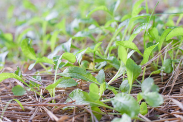 fresh vetgetable organic garden farm. vetgetable agriculture concept