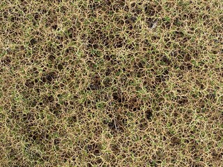 green moss background
