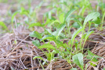 fresh vetgetable organic garden farm. vetgetable agriculture concept