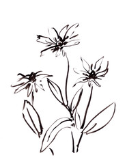 blooming rudbeckia, graphic black and white drawing