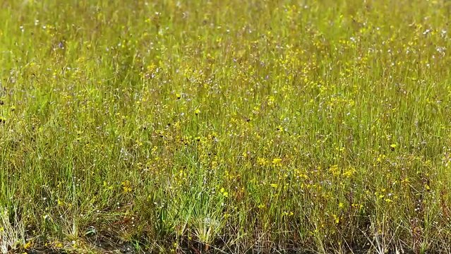 Utricularia delphinioides and Lentibulariaceae / Grass flower field found at Soisawan waterfall, Northeastern region of Thailand
