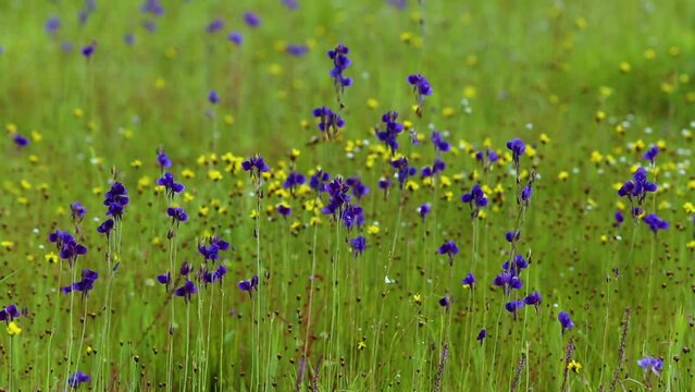 Utricularia delphinioides and Lentibulariaceae / Grass flower field found at Soisawan waterfall, Northeastern region of Thailand