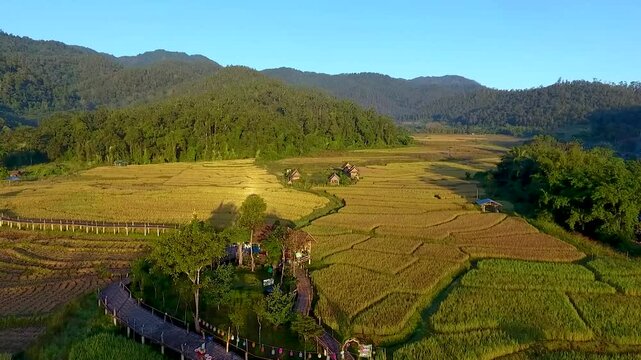 "aerial photograph vdo drone" beautiful mountain scenery and bamboo bridge (Bun bridge or caucus) over the rice fields in the golden yellow nature outdoors in the valley. Travel in Pai, Mae Hong Son, 