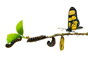 evolution metamorphosis caterpillar to butterfly on leaf	
isolated on transparent background - obrazy, fototapety, plakaty