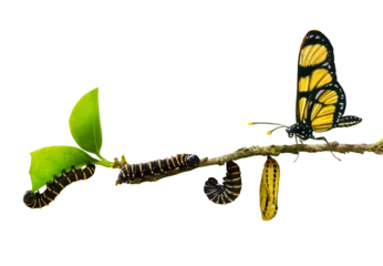 Foto op Plexiglas evolution metamorphosis caterpillar to butterfly on leaf  isolated on transparent background © Anderson