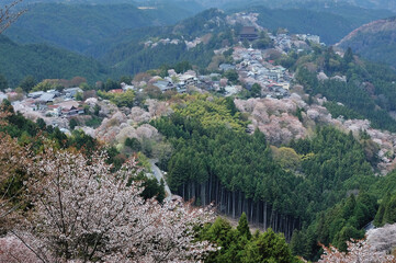 Mt. Yoshino covered with cherry blossoms