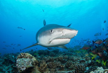 Tiger shark on the reef