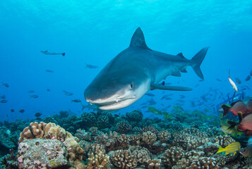 Obraz na płótnie Canvas Tiger shark on the reef