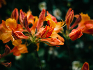 Fototapeta premium Orange Azalea