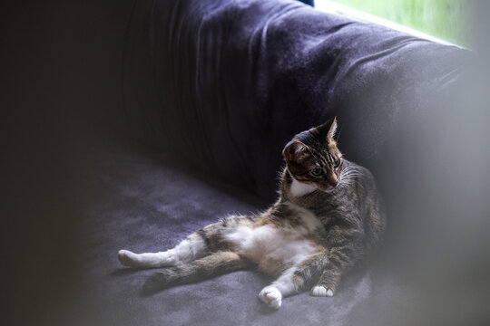 A cat is sitting relaxed on a couch 