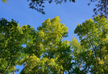 Tree crowns in early autumn
