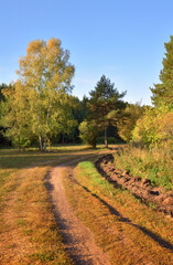 Forest park in early autumn