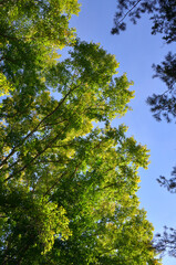 Tree crowns in early autumn