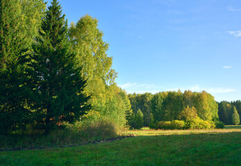 Forest park in early autumn
