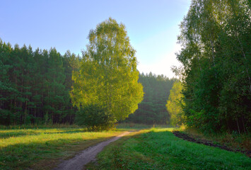 Forest park in early autumn