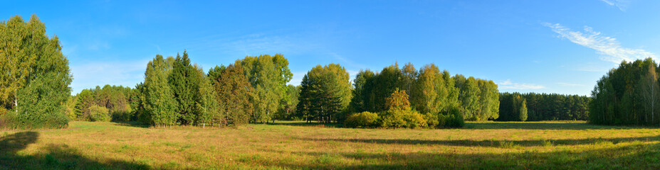 Forest park in early autumn