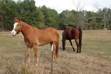 Obraz premium Horses in Pasture