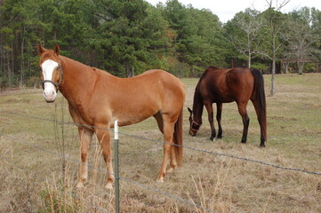 Fototapeta premium Two Horses 