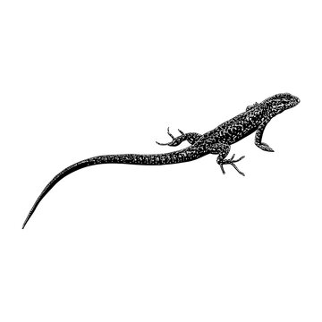 Lazarus Lizard hand drawing vector illustration isolated on background.