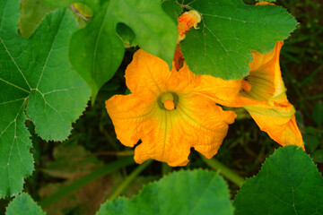 Yellow pumpkin flowers in autumn